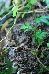 Selaginella plana