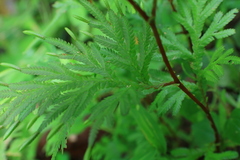 Selaginella plana