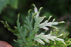 Selaginella plana