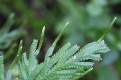 Selaginella plana