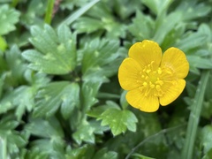 Ranunculus repens