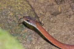 Specklebelly Keelback photo 2