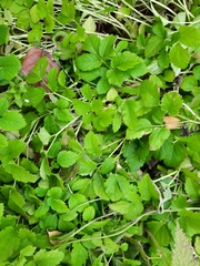 Aegopodium podagraria