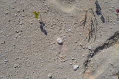 Echinoneus cyclostomus