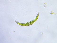 Closterium lunula