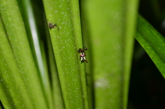 Micrathena margerita