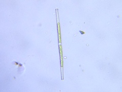 Gonatozygon brebissonii