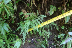 Selaginella repanda