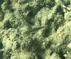 Stethojulis strigiventer