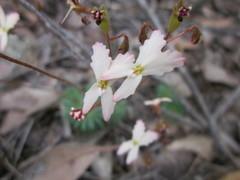 Stylidium spinulosum
