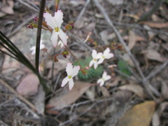 Stylidium spinulosum