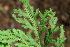 Selaginella repanda