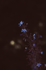 Stephanomeria guadalupensis