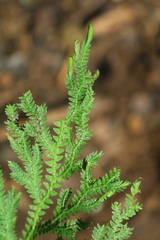 Selaginella repanda