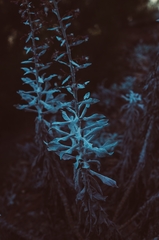 Stephanomeria guadalupensis