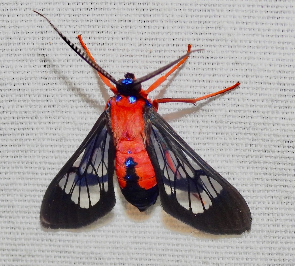 Scarlet-bodied Wasp Moth from 545 Pecan Dr, St Gabriel, LA 70776, USA ...