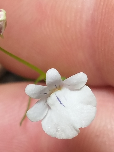 Image of Nemesia macrocarpa by (c) kevin koen, some rights reserved (CC BY-SA)