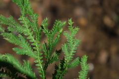 Selaginella repanda