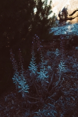 Stephanomeria guadalupensis