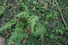 Selaginella repanda