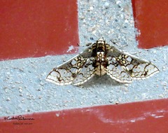 Megastes praxiteles