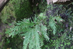 Selaginella repanda