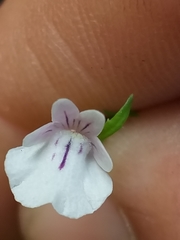 Nemesia macrocarpa