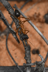 Myrmecia desertorum
