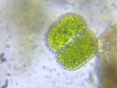 Cosmarium contractum