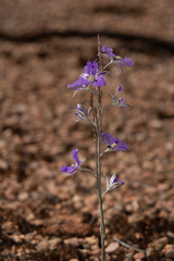 Thysanotus baueri