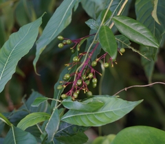 Palicourea crocea