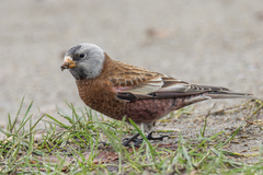 Leucosticte tephrocotis littoralis
