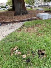 Agaricus xanthodermus