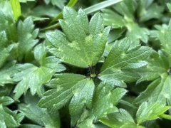 Ranunculus repens
