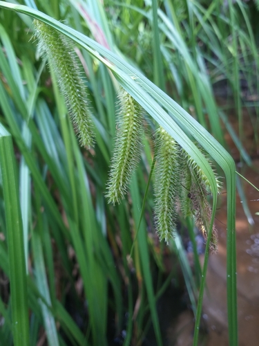 Carex aethiopica (Carex aethiopica)