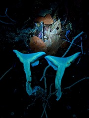 Leucopaxillus laterarius