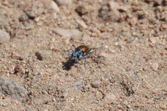 Cicindela scutellaris scutellaris