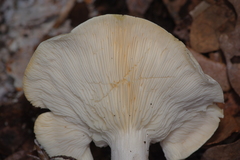 Leucopaxillus laterarius