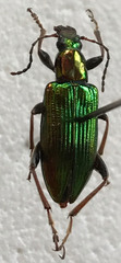 Lepturidea viridis