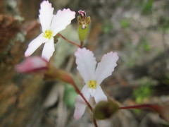 Stylidium spinulosum