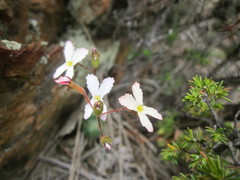 Stylidium spinulosum