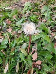 Taraxacum officinale