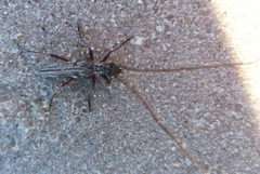 Aristogitus cylindricus
