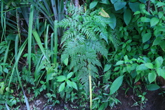 Davallia denticulata