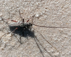 Aristogitus cylindricus