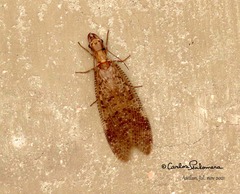 Corydalus bidenticulatus