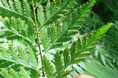 Davallia denticulata