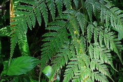 Davallia denticulata