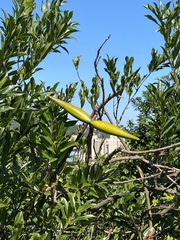 Strophanthus
