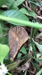 Melanitis leda